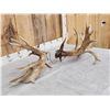 Image 10 : Spectacular Set Of 260" Whitetail Shed Antlers
