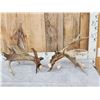 Image 1 : Spectacular Set Of 260" Whitetail Shed Antlers
