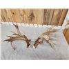 Image 2 : Spectacular Set Of 260" Whitetail Shed Antlers