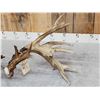 Image 3 : Spectacular Set Of 260" Whitetail Shed Antlers