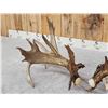Image 4 : Spectacular Set Of 260" Whitetail Shed Antlers