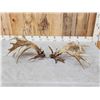 Image 5 : Spectacular Set Of 260" Whitetail Shed Antlers