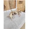 Image 7 : Spectacular Set Of 260" Whitetail Shed Antlers
