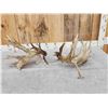 Image 8 : Spectacular Set Of 260" Whitetail Shed Antlers