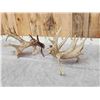 Image 9 : Spectacular Set Of 260" Whitetail Shed Antlers