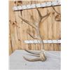 Image 4 : MONSTER 475" Set Of Elk Shed Antlers