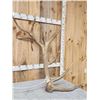 Image 5 : MONSTER 475" Set Of Elk Shed Antlers