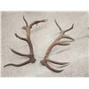 Image 6 : MONSTER 475" Set Of Elk Shed Antlers