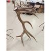Image 8 : MONSTER 475" Set Of Elk Shed Antlers