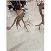 Image 9 : MONSTER 475" Set Of Elk Shed Antlers
