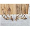 Image 1 : Monster 230" Whitetail Shed Antlers