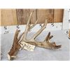 Image 2 : Monster 230" Whitetail Shed Antlers