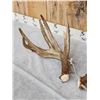 Image 3 : Monster 230" Whitetail Shed Antlers