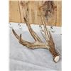 Image 4 : Monster 230" Whitetail Shed Antlers