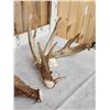 Image 5 : Monster 230" Whitetail Shed Antlers