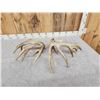 Image 6 : Monster 230" Whitetail Shed Antlers