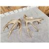 Image 7 : Monster 230" Whitetail Shed Antlers