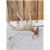 Image 1 : Wild 70 Class Whitetail Shed Antler