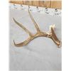 Image 2 : Wild 70 Class Whitetail Shed Antler