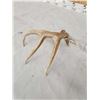 Image 3 : Wild 70 Class Whitetail Shed Antler