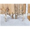 Image 1 : MONSTER 295" Set Of Whitetail Shed Antlers