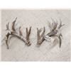 Image 2 : MONSTER 295" Set Of Whitetail Shed Antlers