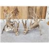 Image 4 : MONSTER 295" Set Of Whitetail Shed Antlers