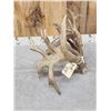 Image 5 : MONSTER 295" Set Of Whitetail Shed Antlers