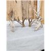 Image 7 : MONSTER 295" Set Of Whitetail Shed Antlers