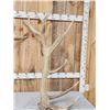 Image 2 : BIG 470 Class 9x9 Elk Shed Antlers
