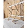 Image 5 : BIG 470 Class 9x9 Elk Shed Antlers