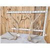 Image 6 : BIG 470 Class 9x9 Elk Shed Antlers