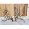 Image 1 : NICE Set Of 206" Whitetail Shed Antlers