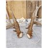 Image 2 : NICE Set Of 206" Whitetail Shed Antlers