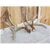 Image 3 : NICE Set Of 206" Whitetail Shed Antlers