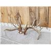 Image 4 : NICE Set Of 206" Whitetail Shed Antlers