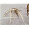 Image 6 : NICE Set Of 206" Whitetail Shed Antlers