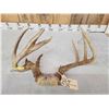 Image 4 : Freak 4x4 Wild Missouri Whitetail Antlers On Skull Plate