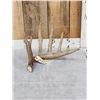 Image 1 : 81" 6 Point Wild Texas Whitetail Shed Antler