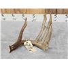 Image 3 : 81" 6 Point Wild Texas Whitetail Shed Antler
