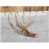 Image 4 : 81" 6 Point Wild Texas Whitetail Shed Antler