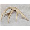 Image 5 : 81" 6 Point Wild Texas Whitetail Shed Antler