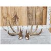 Image 1 : Gorgeous Set Of 194" Whitetail Shed Antlers