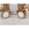 Image 2 : Gorgeous Set Of 194" Whitetail Shed Antlers