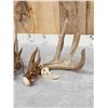 Image 3 : Gorgeous Set Of 194" Whitetail Shed Antlers
