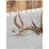 Image 4 : Gorgeous Set Of 194" Whitetail Shed Antlers