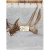 Image 5 : Gorgeous Set Of 194" Whitetail Shed Antlers
