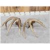 Image 6 : Gorgeous Set Of 194" Whitetail Shed Antlers
