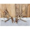 Image 7 : Gorgeous Set Of 194" Whitetail Shed Antlers