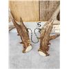 Image 8 : Gorgeous Set Of 194" Whitetail Shed Antlers